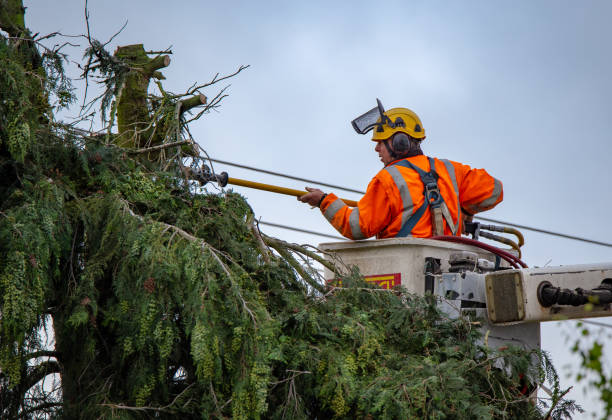 How Our Tree Care Process Works  in  Energy, IL