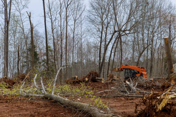 Professional Tree Services in Energy, IL